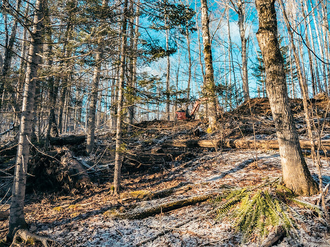 Coxheath 2025 Main Trail-1